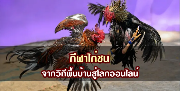 กีฬาไก่ชน จากวิถีพื้นบ้านสู่โลกออนไลน์