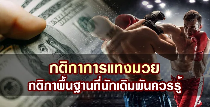 กติกาการแทงมวย กติกาพื้นฐานมวยไทยที่นักเดิมพันควรรู้